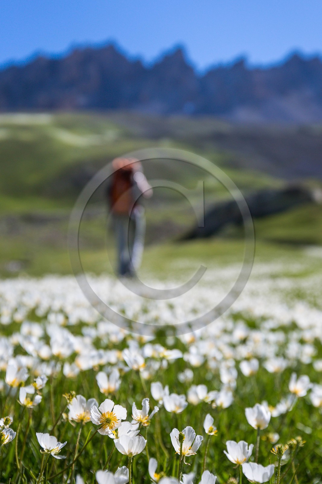 Vallon de l'Orrenaye, renoncule de kupfer, Ranunculus kuepferi