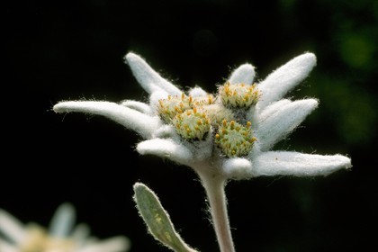 Edelweiss, Leontopodium alpinum