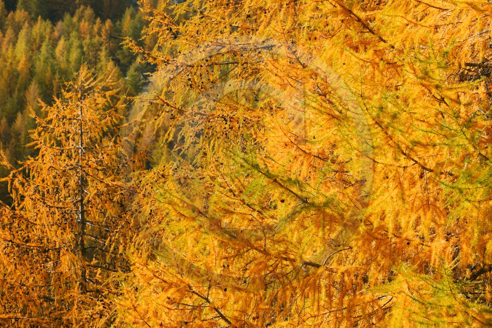 Mélézein à l'automne