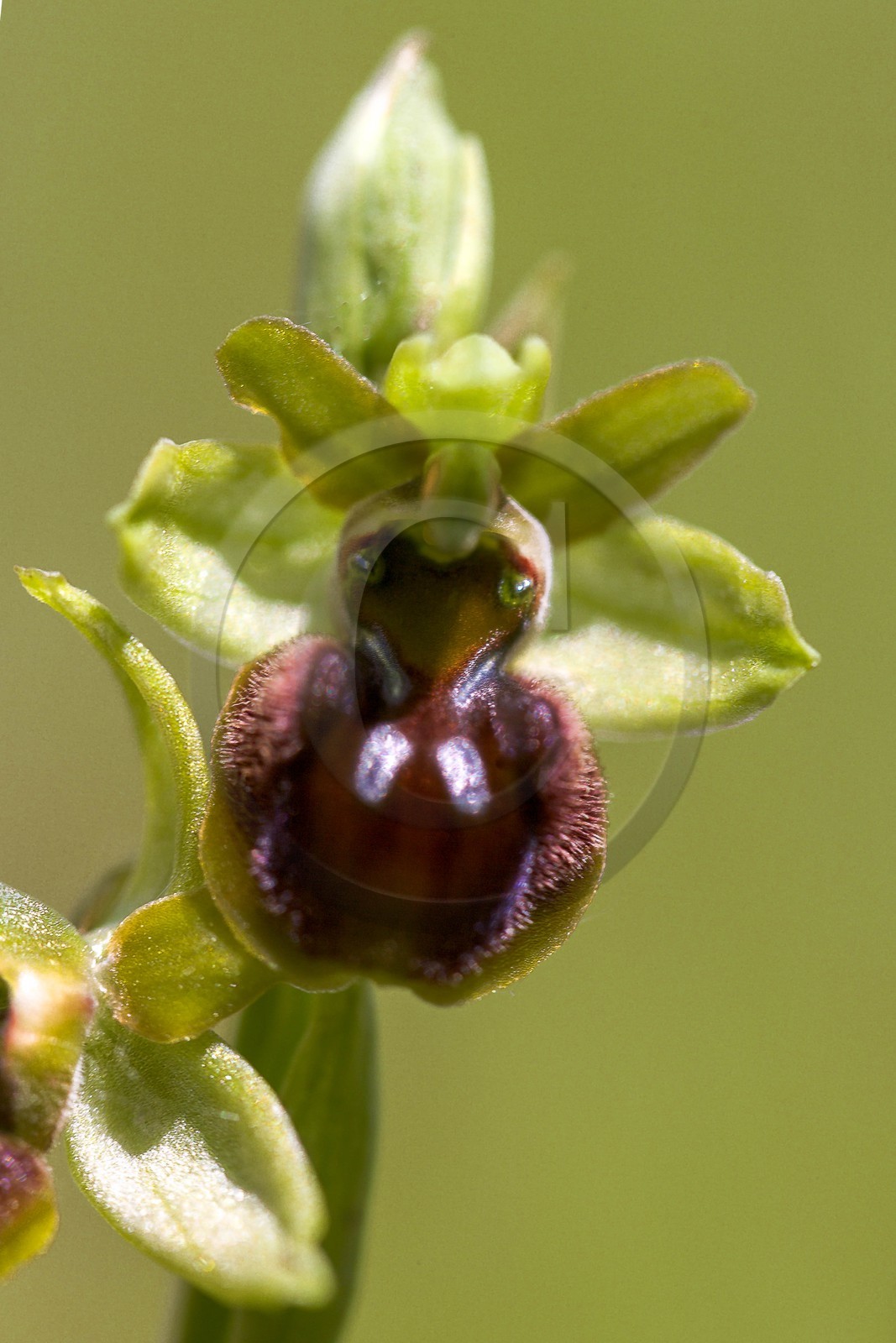 Ophrys araignée, Ophrys sphegodes