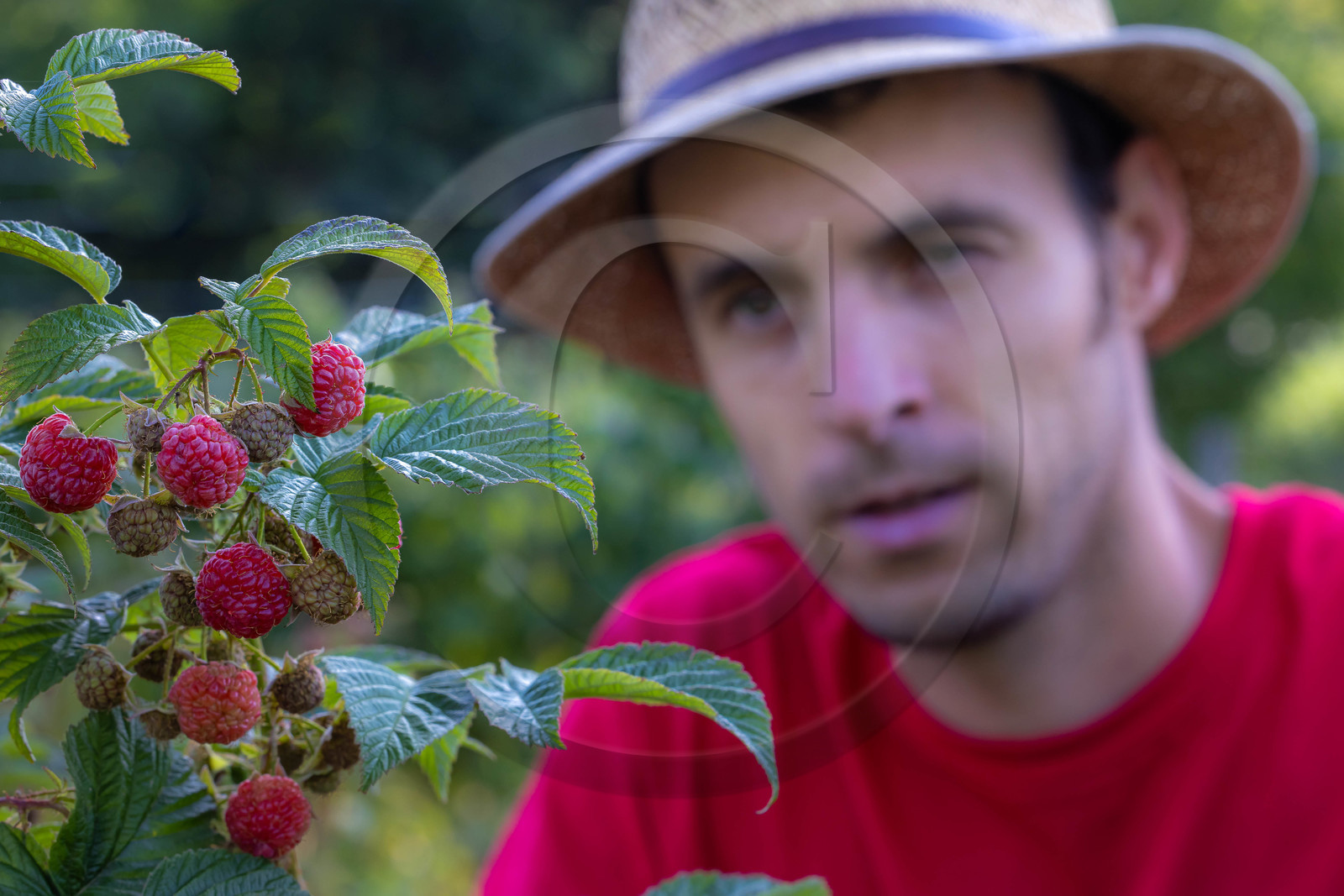 Ecrins de fruits, producteur de fruits rouges