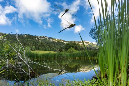 ENS de l'Isère, Les Ecouges, marais du Rivet