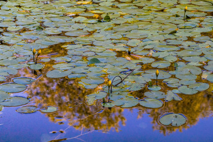 Les jardins de l'eau du Pré Curieux