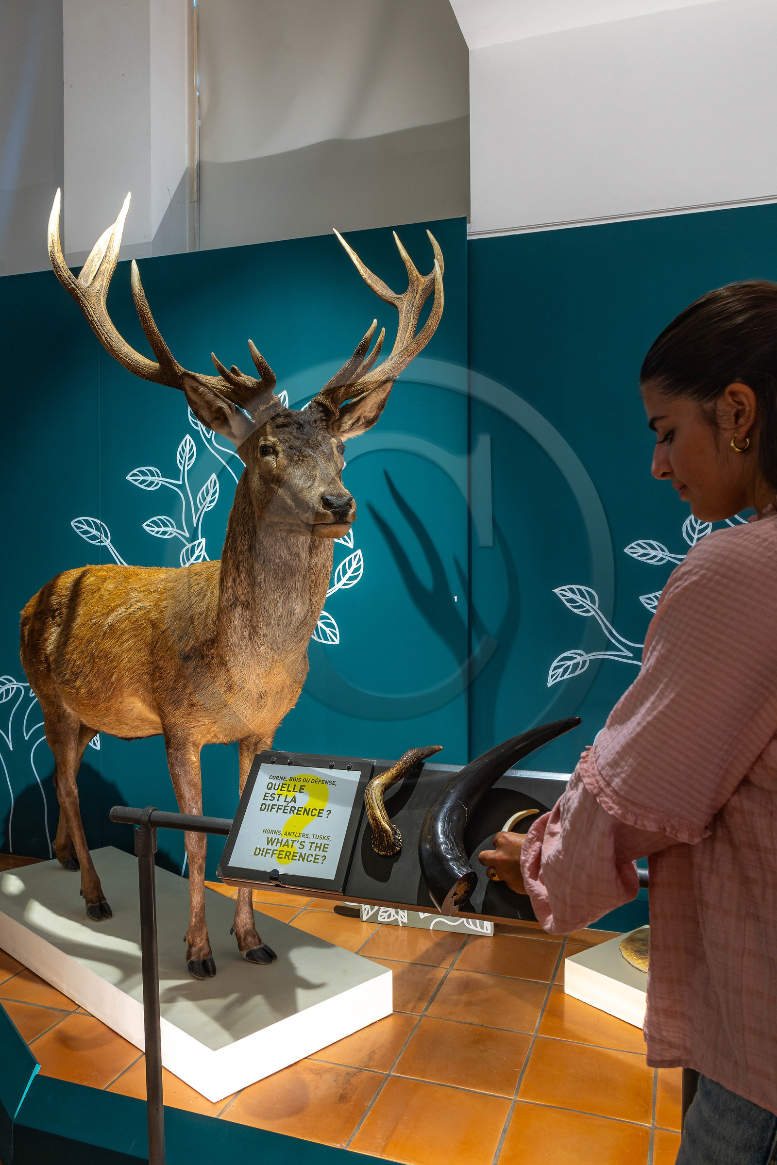 Musée Muséum départemental des Hautes-Alpes, Exposition Nuit