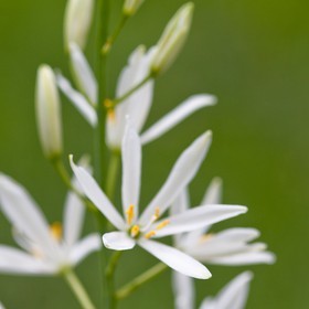 Phalangère à fleurs de Lis, Anthericum liliago