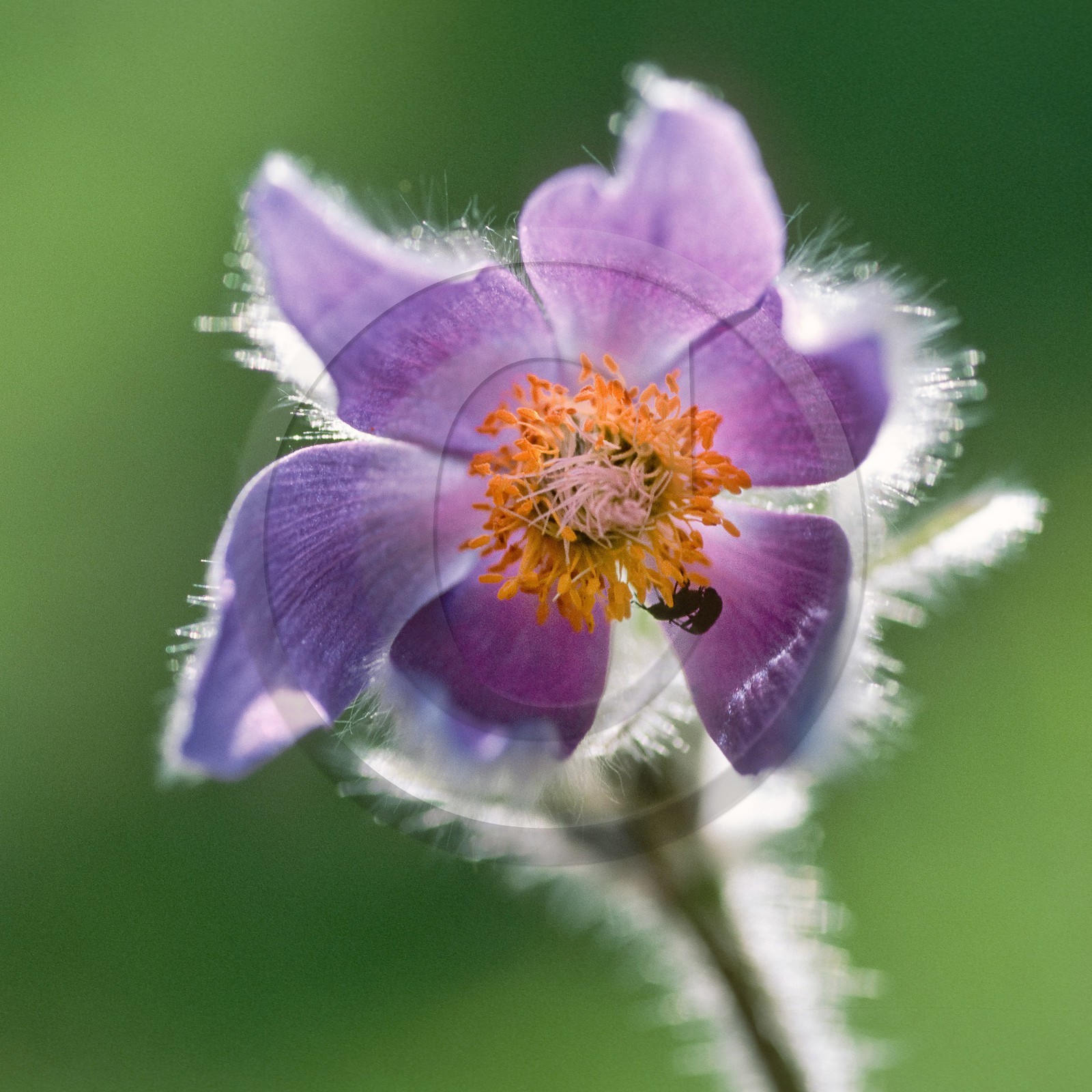 Pulsatille de Haller, Pulsatilla halleri