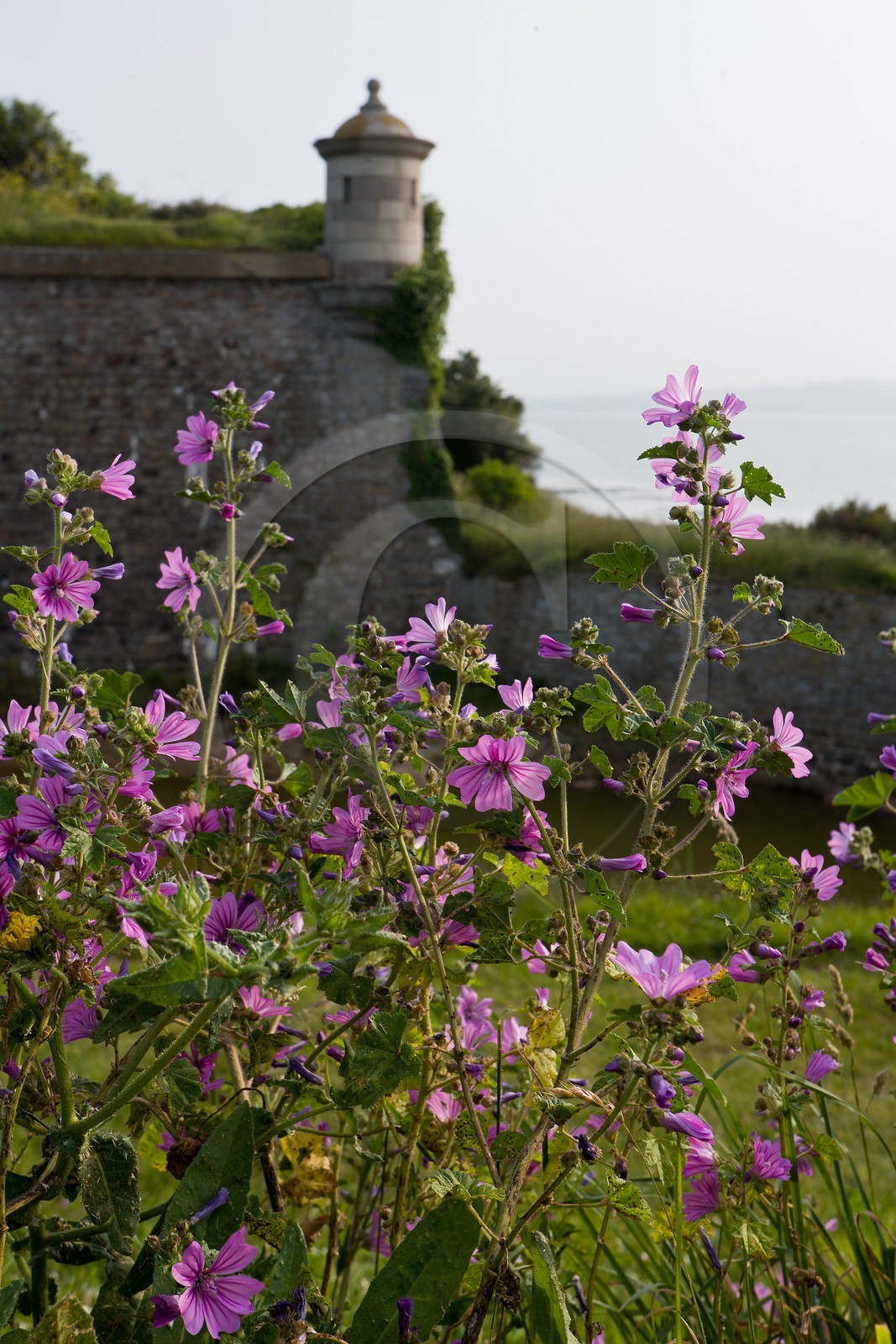 Saint-Vaast-la-Hougue