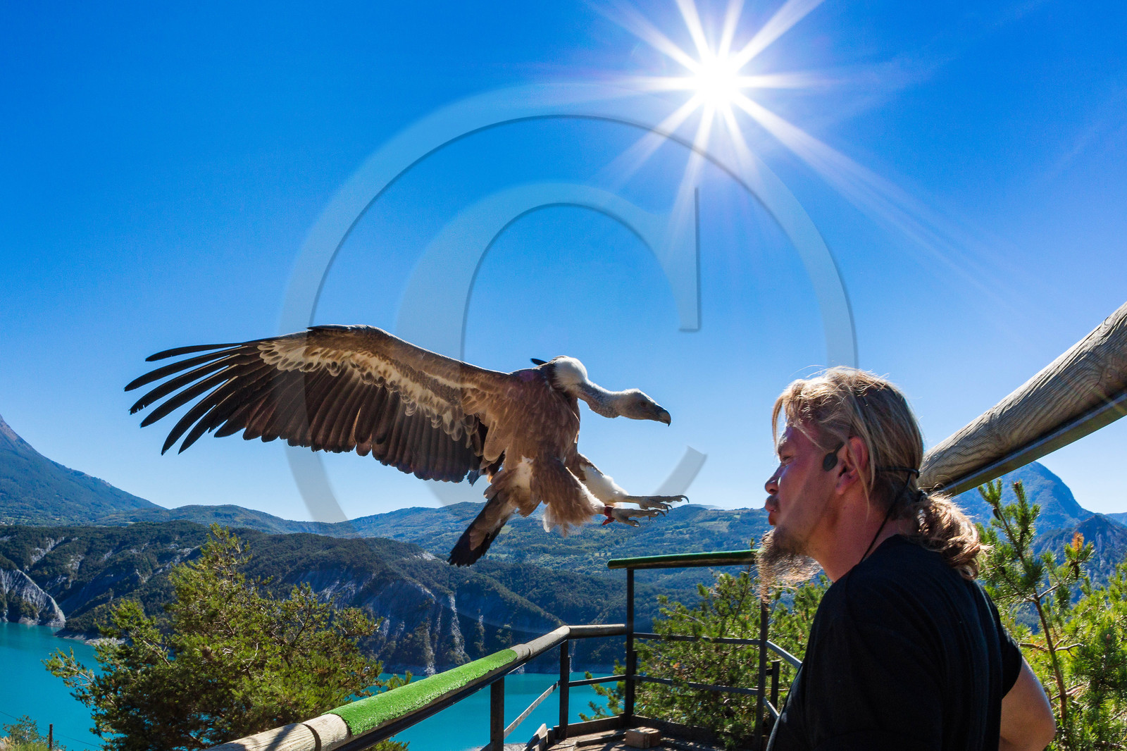 Parc animalier de Serre-Ponçon, vautour fauve, Gyps fulvus