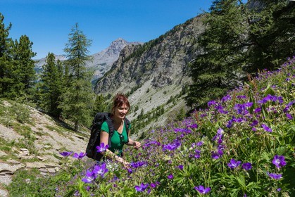Ubaye, Vallon du Laverq, géranium des bois, Geranium sylvaticum