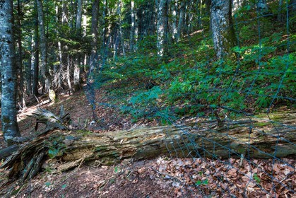 Bois du Chapitre, forêt domaniale de Gap-Chaudun