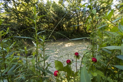 ENS de l'Isère, Marais de Montfort