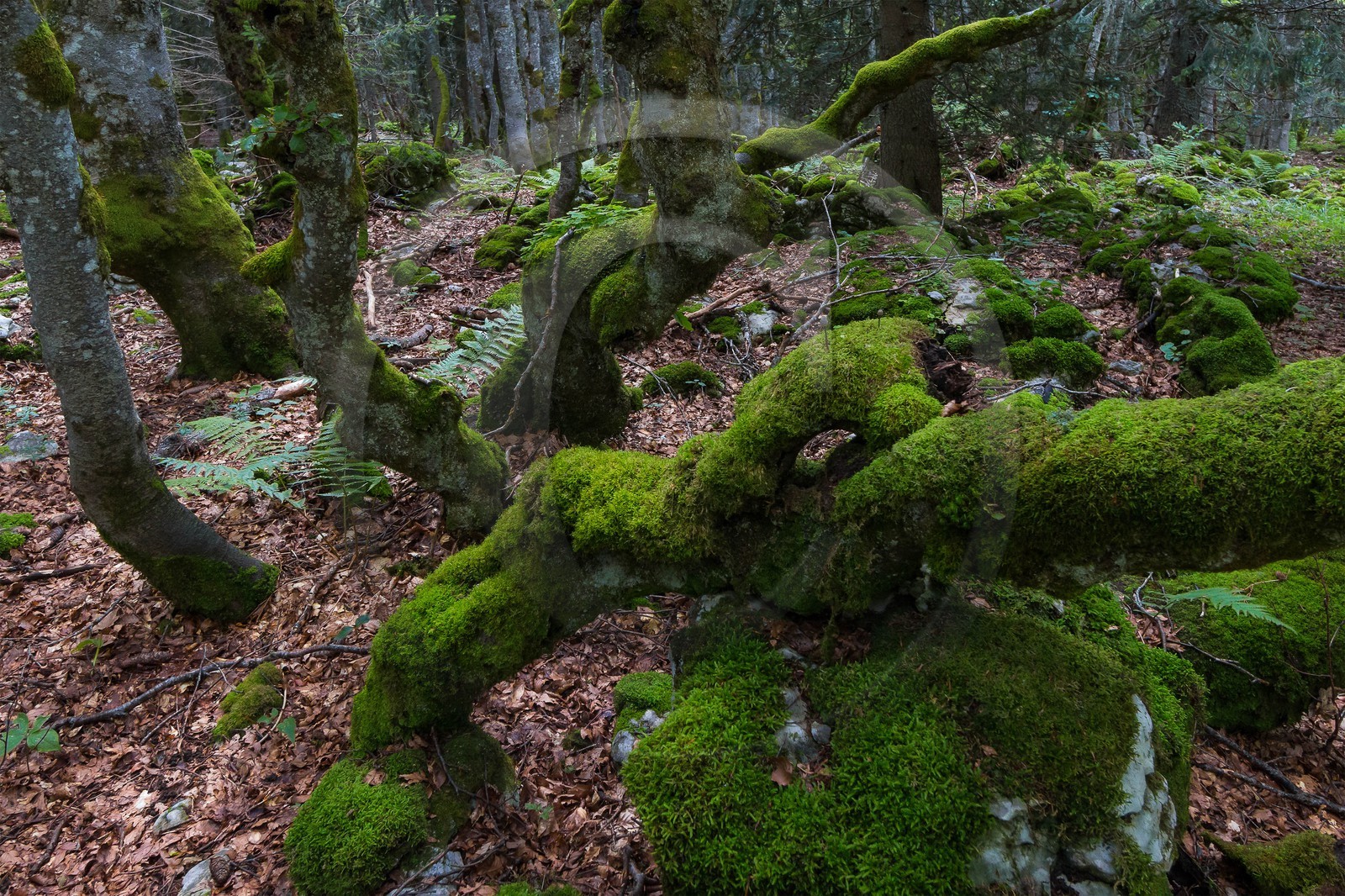 ENS de l'Isère, Plateau de la Molière et du Sornin
