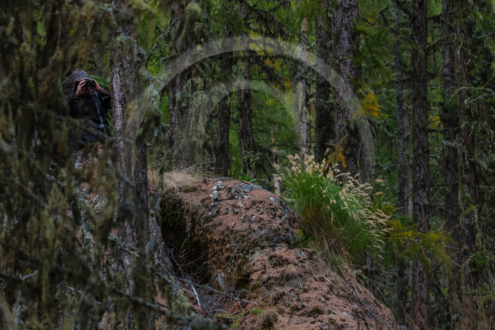 Film : La vallée des loups