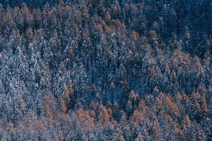 Mélèze d'Europe, Larix decidua