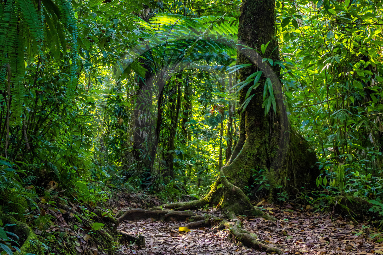 Forêt tropicale, Parc national de la Guadeloupe