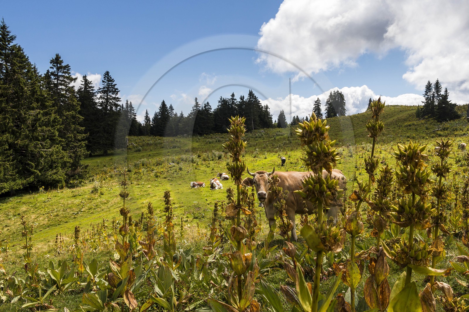 ENS de l'Isère, Plateau de la Molière et du Sornin