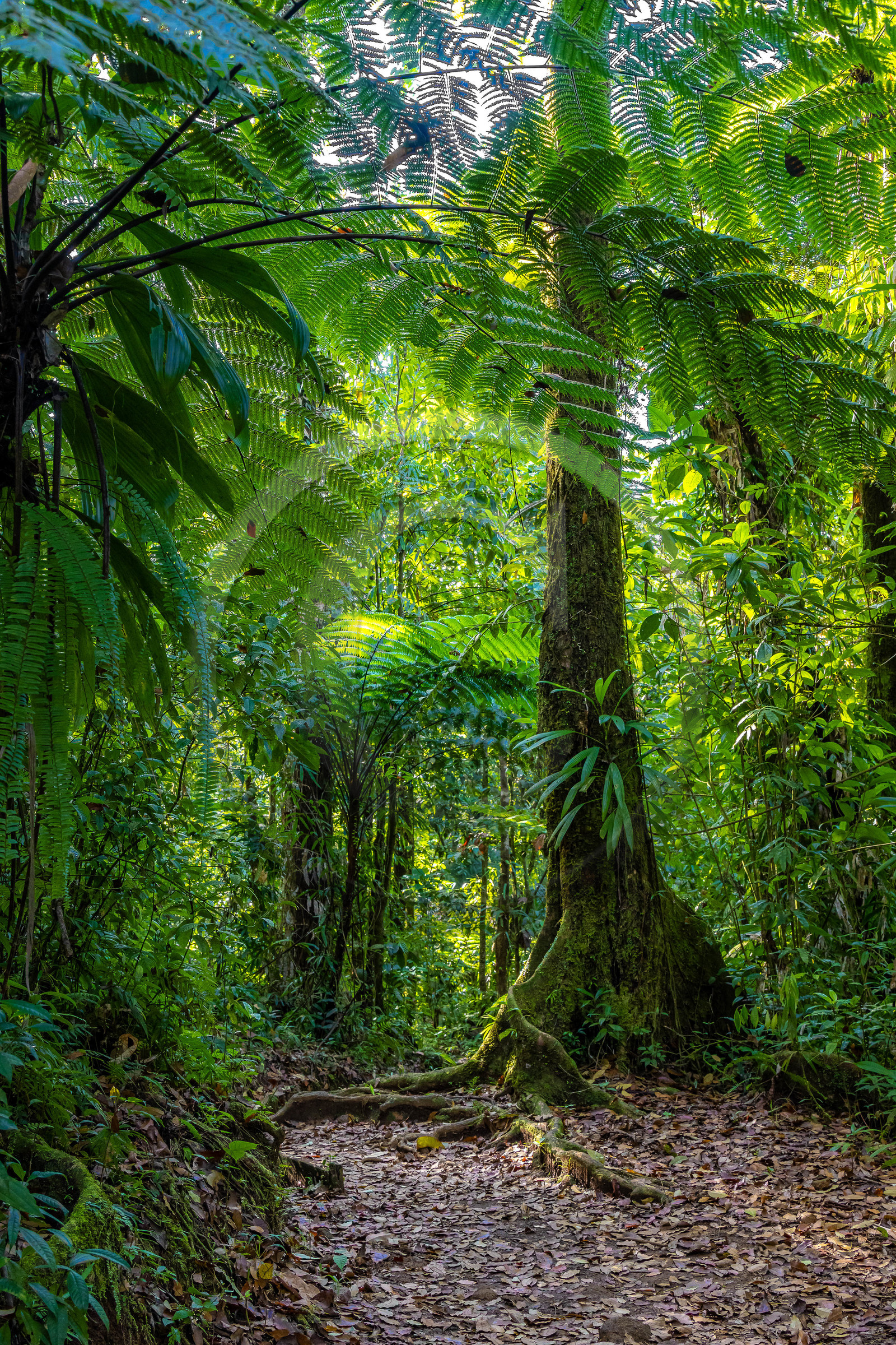 Forêt tropicale, Parc national de la Guadeloupe