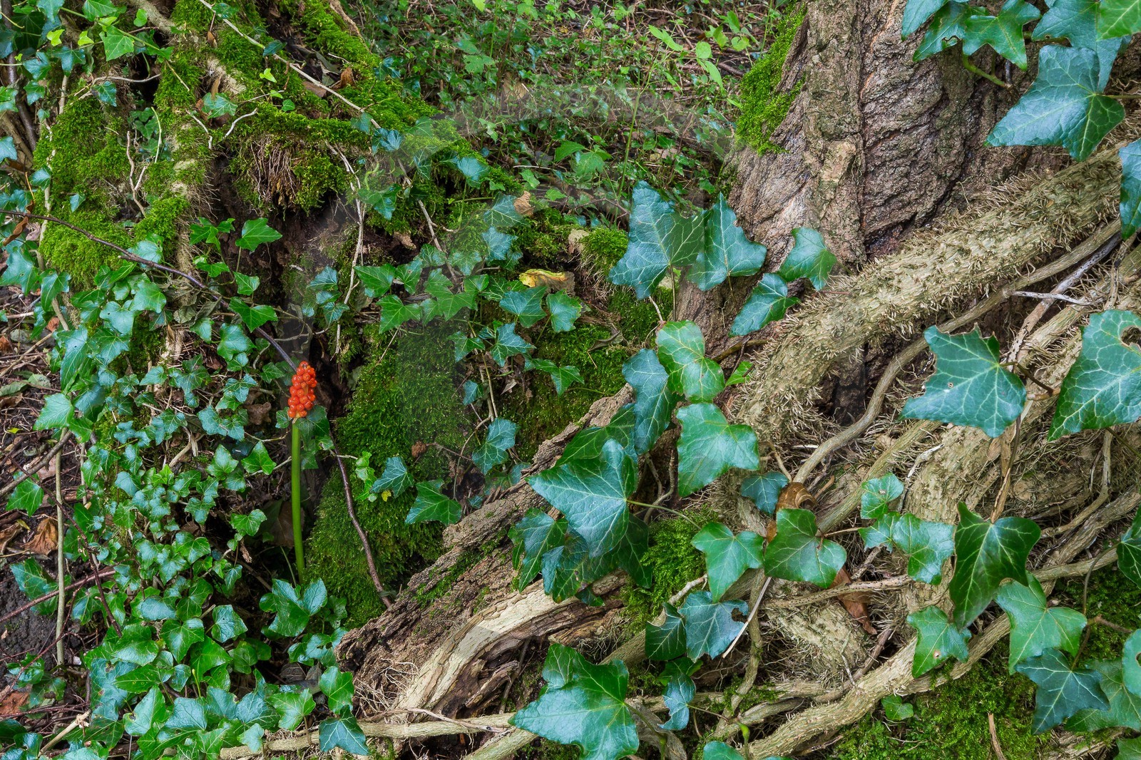 ENS de l'Isère, étang de Mai