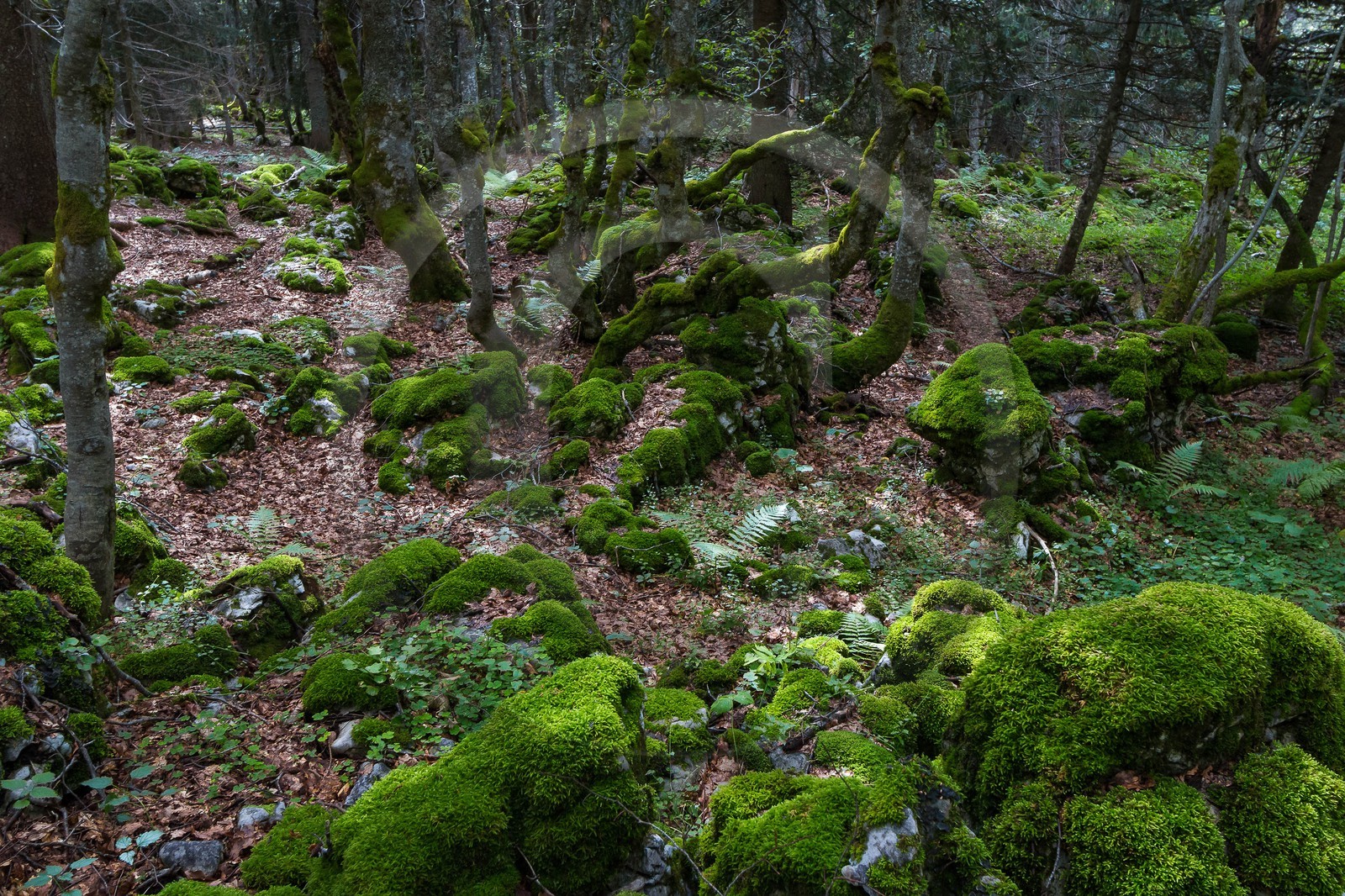 ENS de l'Isère, Plateau de la Molière et du Sornin