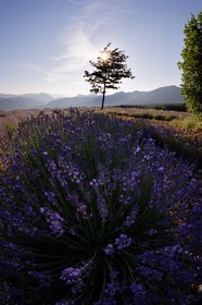 Champs de lavandes et la chaine des Ecrins