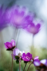 Hépatique noble, Hepatica nobilis