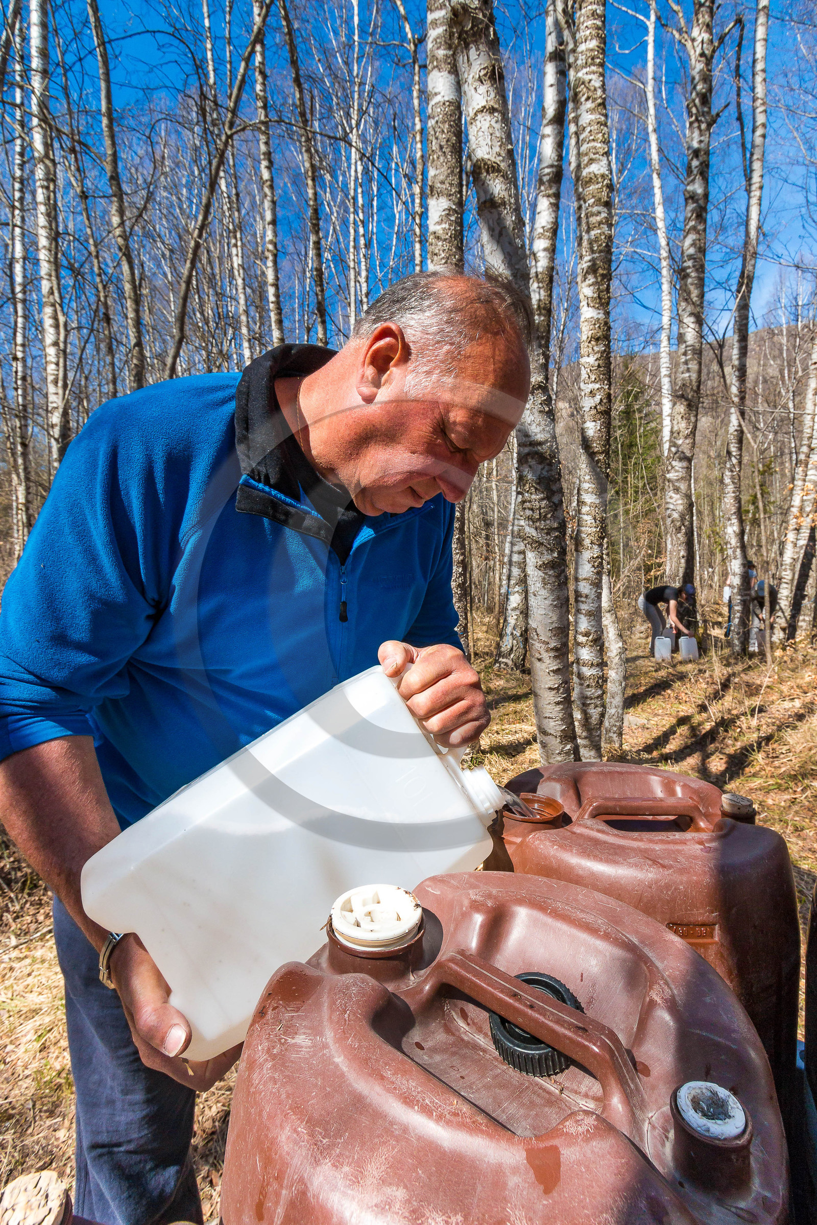 Récolte de sève de bouleau