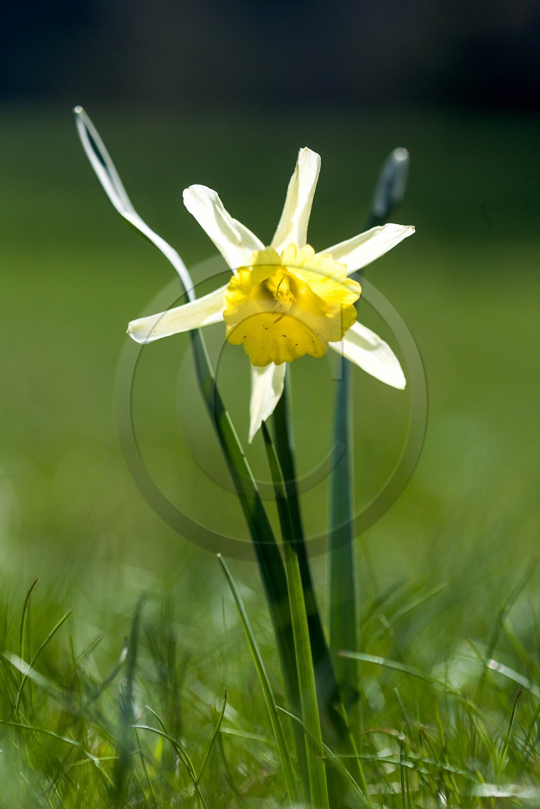 Jonquille, Narcissus jonquilla