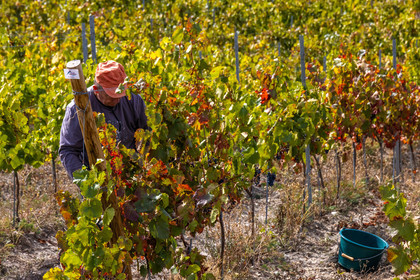 Domaine du Mont Guillaume