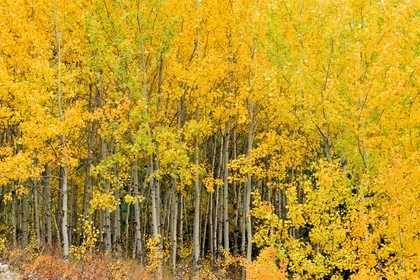 Forêt de bouleau