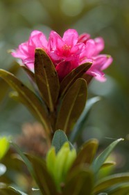Rhododendron ferrugineux, Laurier rose des Alpes, Rhododendron ferrugineum