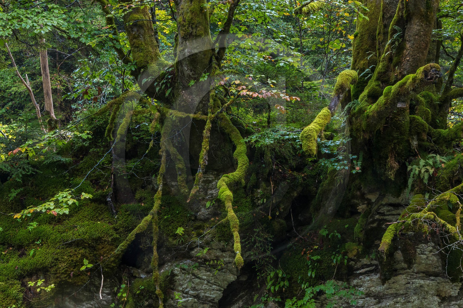 ENS de l'Isère, Les Ecouges