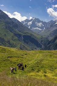 Trek famille avec animaux de bats