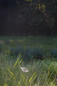 ENS de l'Isère, étang de Mai