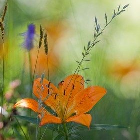 Lis orangé, Lilium bulbiferum subsp. croceum