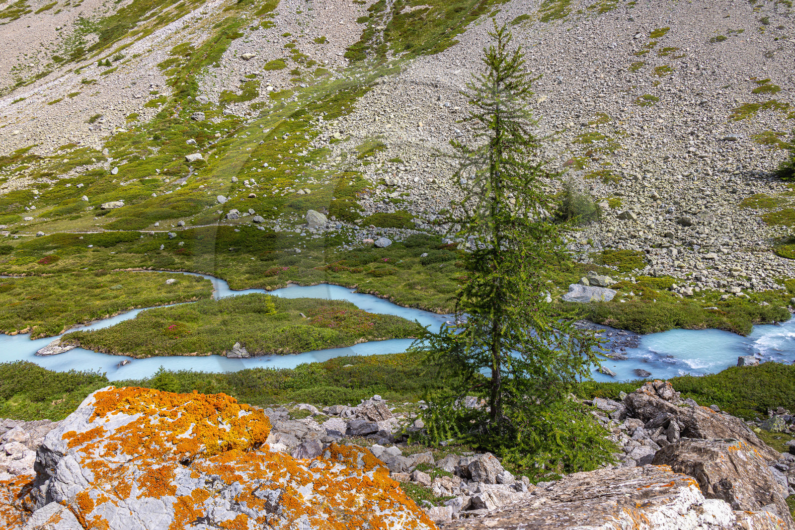 Torrent le petit Tabuc