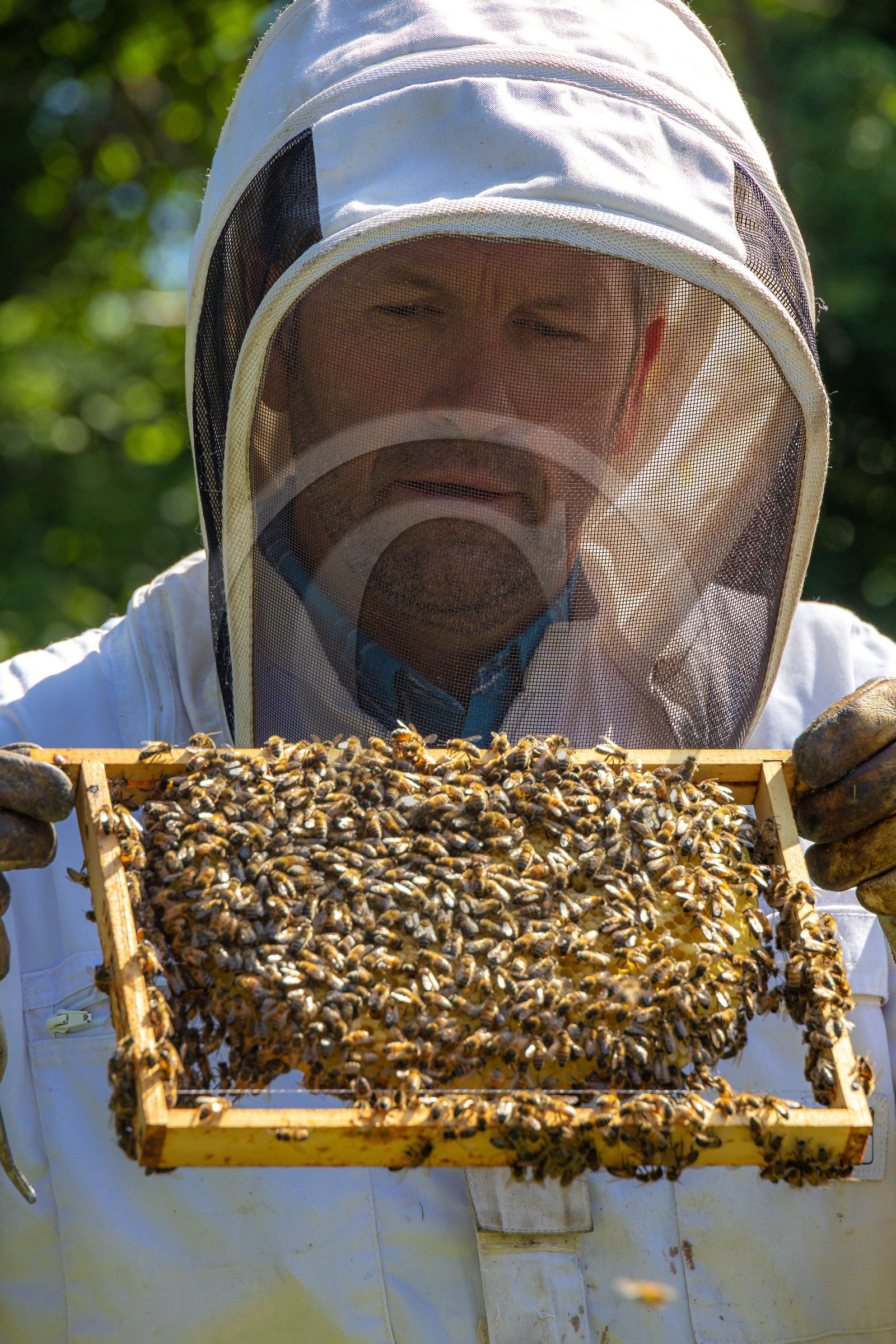 Jean-Jacques Daubert - Apiculteur