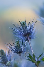 Chardon Bleu, Panicaut des Alpes, Eryngium alpinum
