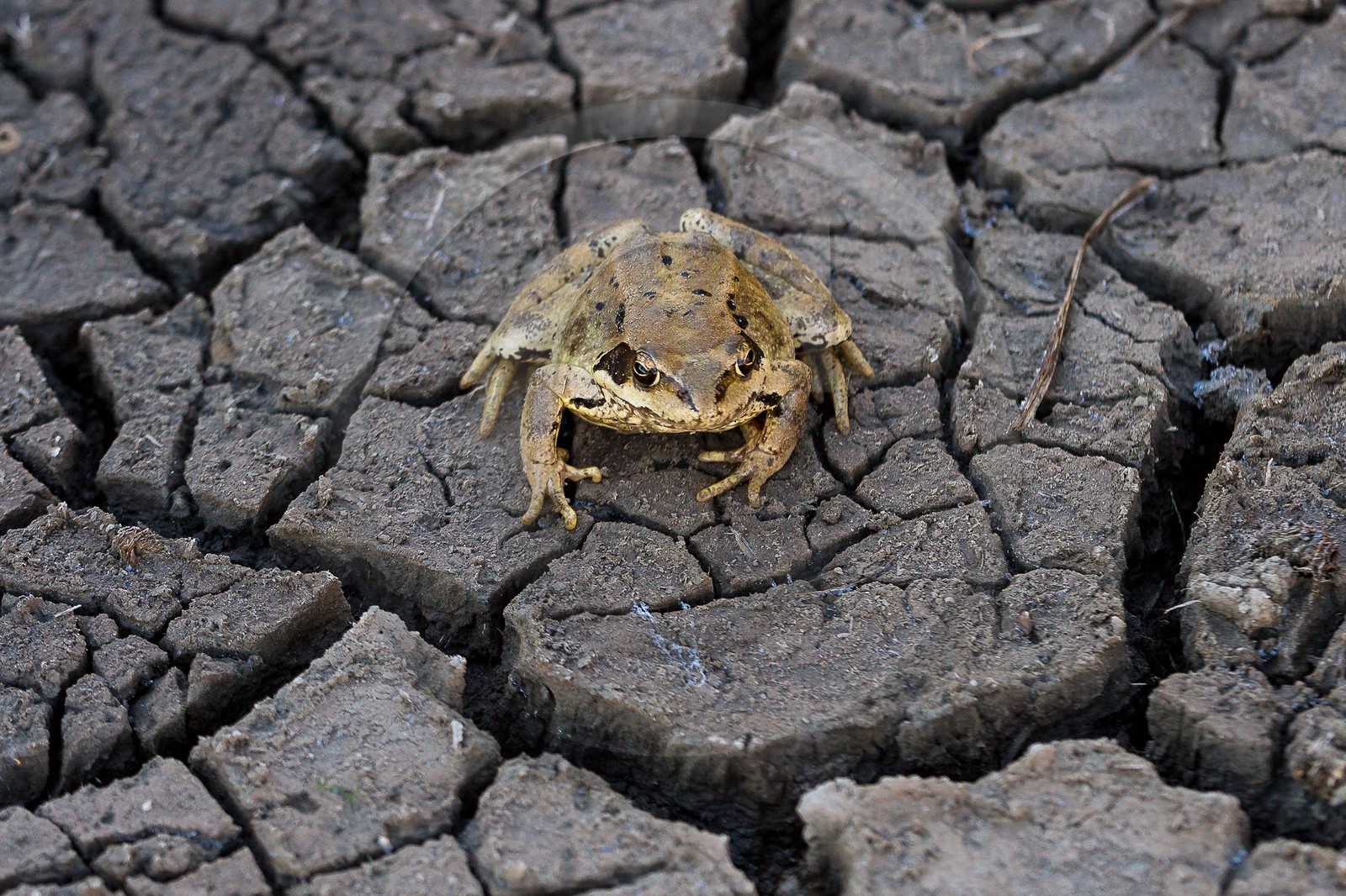 Vallon du Laverq, lac et tourbière Les Eaux-Tortes , grenouille rousse , Rana temporaria