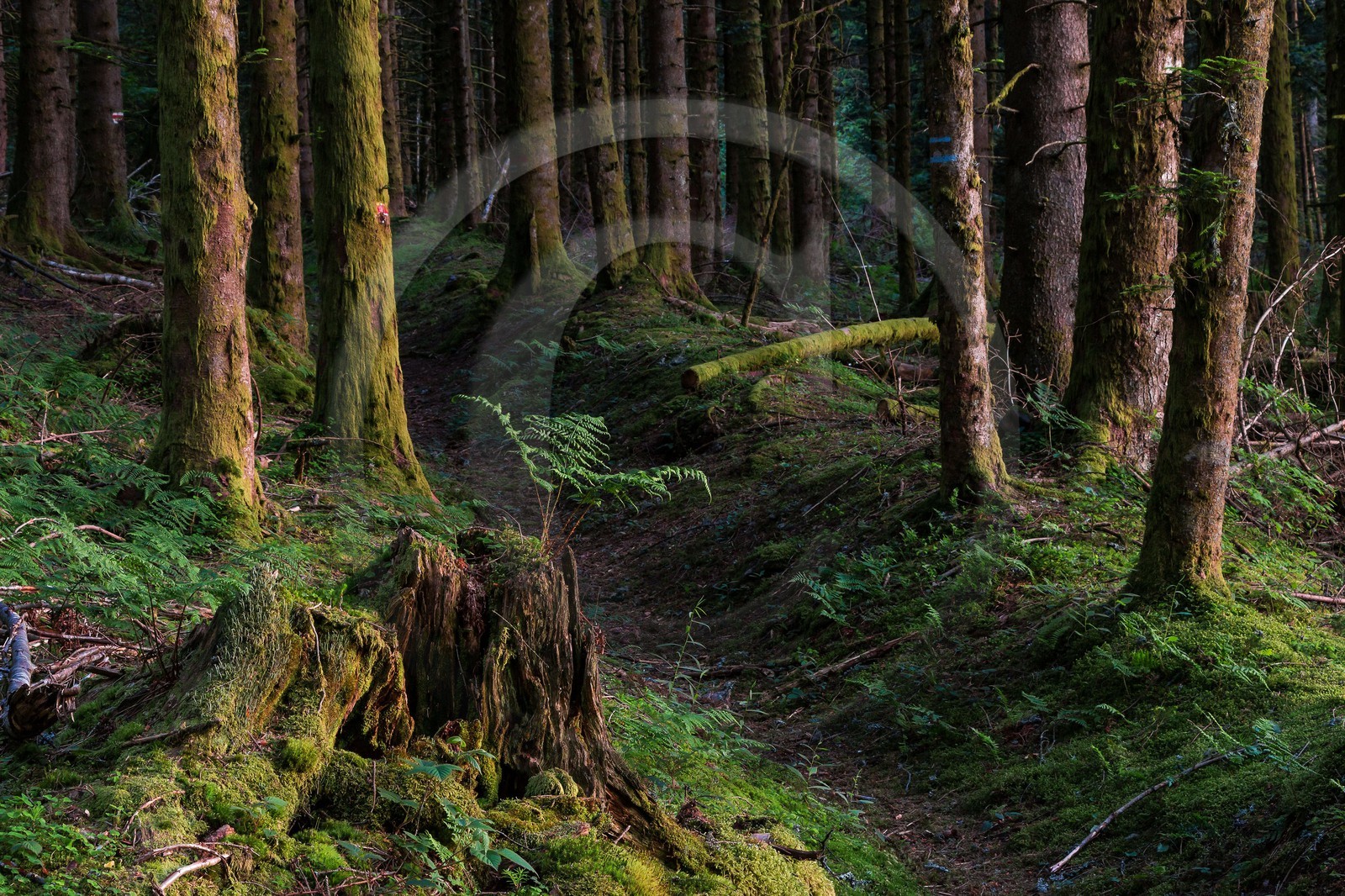 ENS de l'Isère, Marais des Seiglières