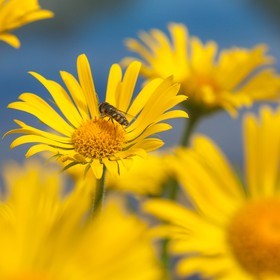 Doronic à grandes fleurs, Doronicum grandiflorum