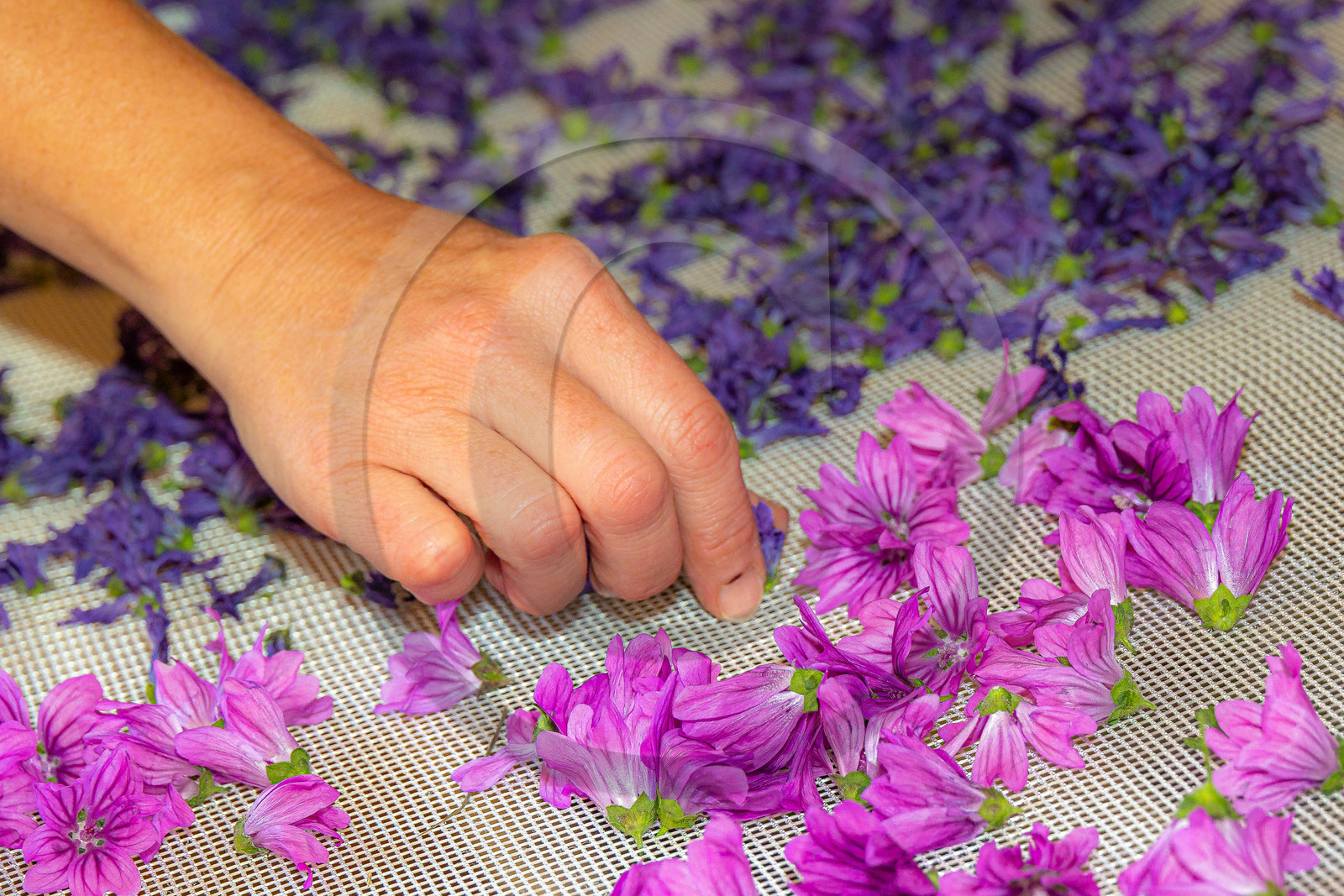 Les cueillettes du Lauzet, mauve de Mauritanie, malva mauritania