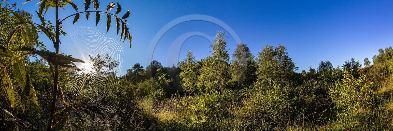ENS de l'Isère, Tourbière des Planchettes