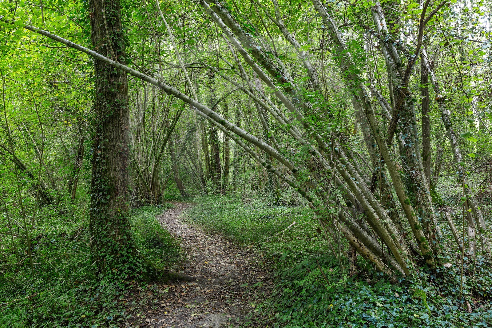 ENS de l'Isère, étang de Mai
