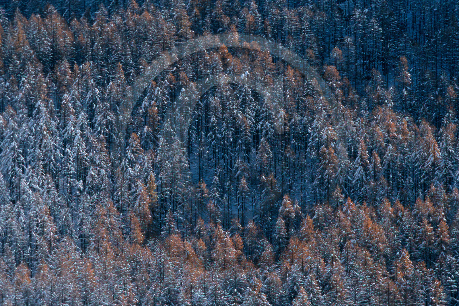Mélèze d'Europe, Larix decidua