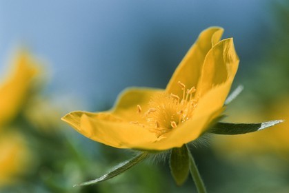 Potentille du Dauphiné, Potentilla delphinensis