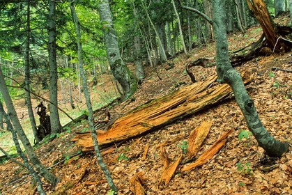 Bois du Chapitre