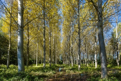 ENS de l'Isère, Les Fontaines de Beaufort