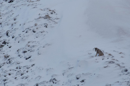Film : La vallée des loups