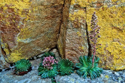 Saxifrage à nombreuses fleurs, Saxifraga florulenta