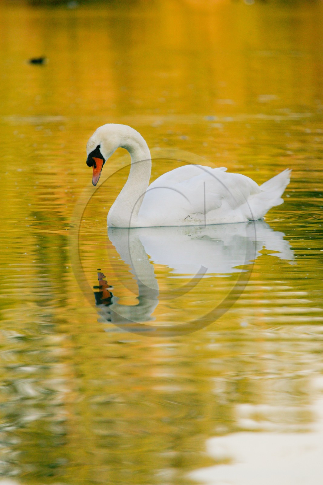 Cygne tuberculé, Réserve naturelle du delta de la Dranse